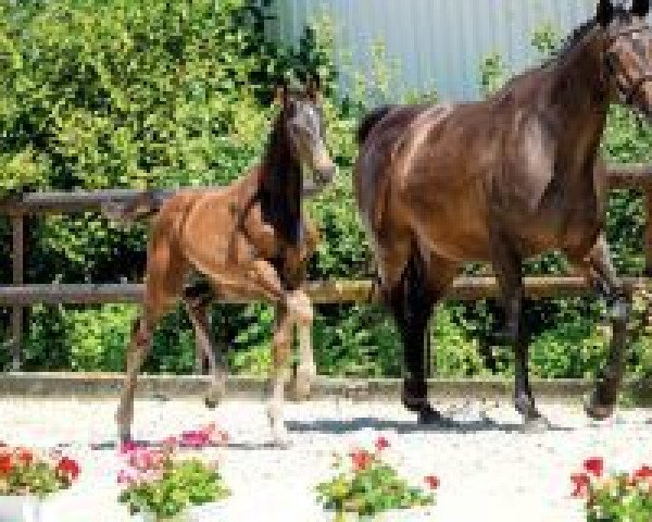 horse De Luxe (Westphalian, 2018, from Harmony's de Beau)