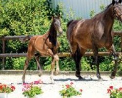 horse De Luxe (Westphalian, 2018, from Harmony's de Beau)