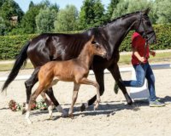Pferd Zucchero (Westfale, 2018, von Zoom)