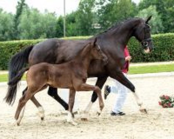 horse Vitalito (Westphalian, 2018, from Vitalis)
