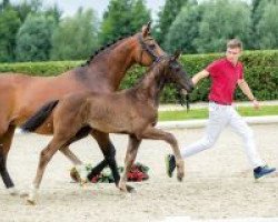 Pferd Secret Love (Westfale, 2018, von Secret)