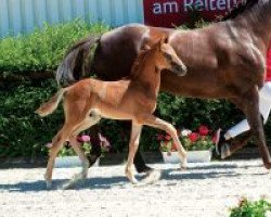 Pferd Quentin (Westfale, 2018, von Quantensprung 3)