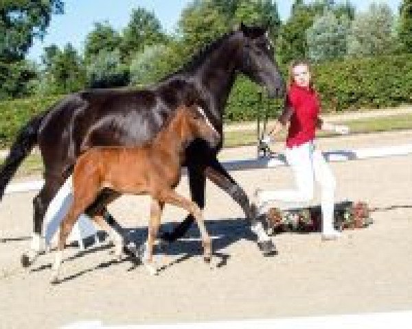 horse Zakina (Westphalian, 2018, from Zoom)