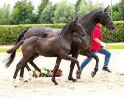 Pferd Touchette (Westfale, 2018, von Totilas)