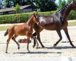 Pferd Beyoncé (Westfale, 2018, von Bonds)