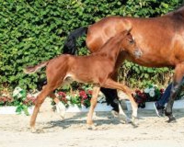 horse Franziskaner (Westphalian, 2018, from Franziskus FRH)