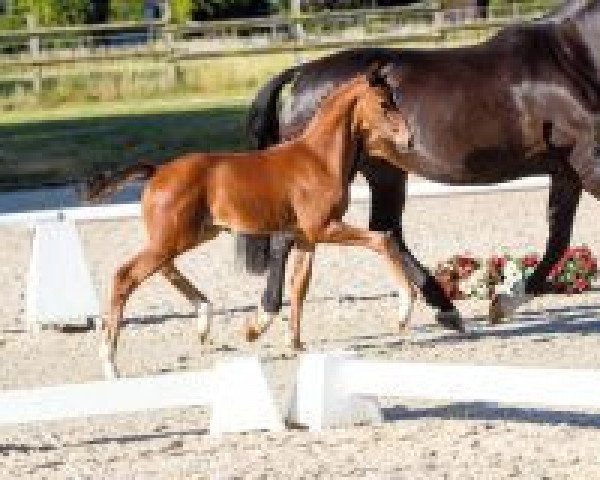 horse Südwind (Westphalian, 2018, from Sir Heinrich OLD)