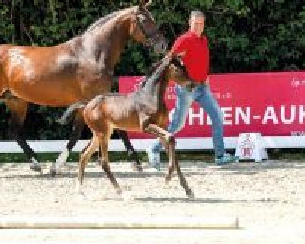 horse Callasca (Westphalian, 2018, from Cascavelle NT)