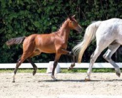 Springpferd Balounada (Westfale, 2018, von Balou du Rouet)