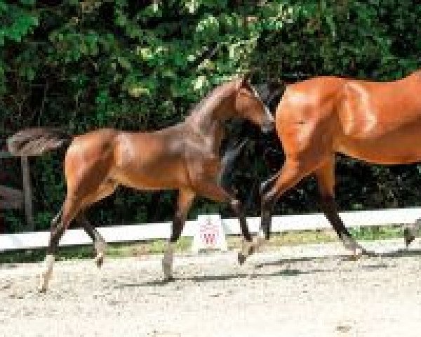 horse Cressida (Westphalian, 2018, from Cristallo I)