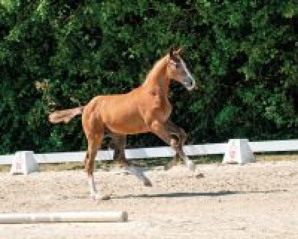 horse Levis Tou ZL (Westphalian, 2018, from Levisto Z)
