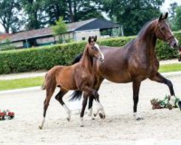 Pferd Skyler (Westfale, 2018, von Stakkato Gold)