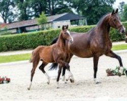 Pferd Skyler (Westfale, 2018, von Stakkato Gold)