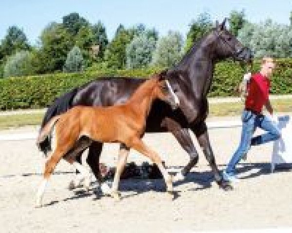 Springpferd Valiant 10 (Westfale, 2018, von Cordynox)