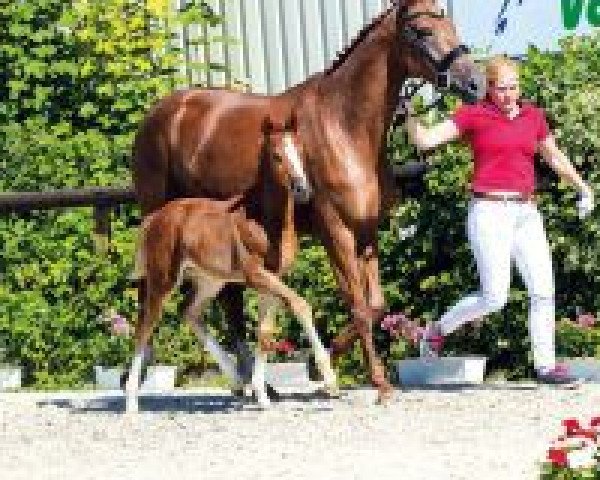 horse Habanera (Westphalian, 2018, from Halifax van het Kluizebos)