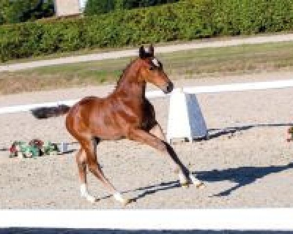 horse Full Power (Westphalian, 2018, from For Pleasure)