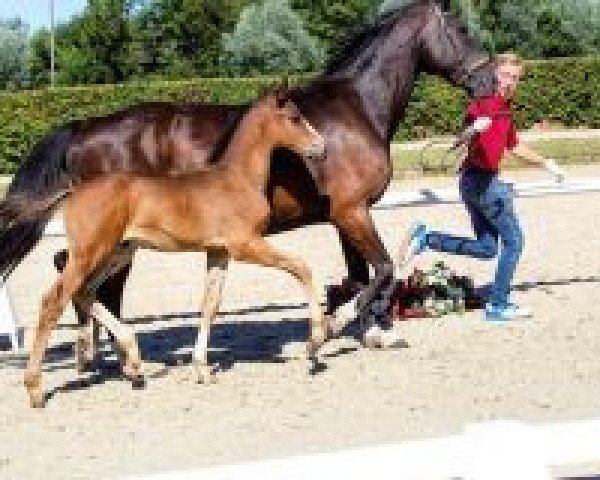 horse Percy Blue (Westphalian, 2018, from Plot Blue)