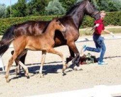 horse Percy Blue (Westphalian, 2018, from Plot Blue)