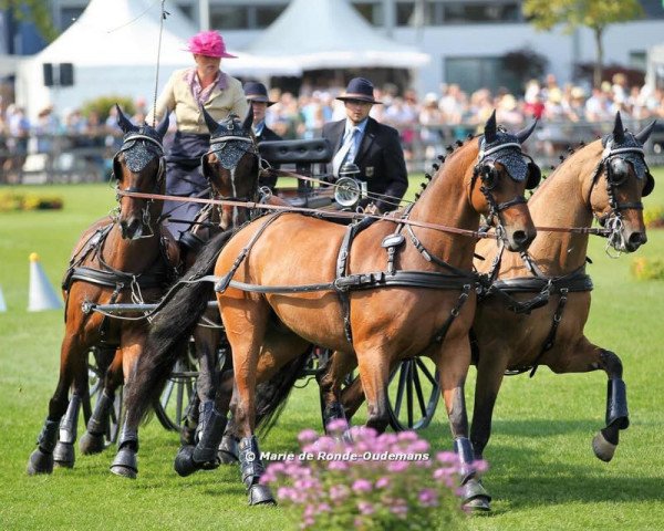 horse Racciano 2 (Hanoverian, 2006, from Rascalino)