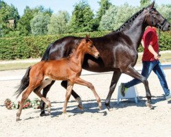 Pferd Valentino H&S (Westfale, 2018, von Blue Hors Veneziano)