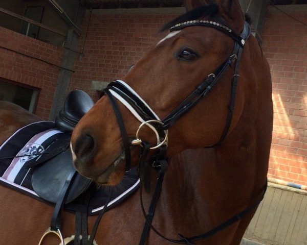 Pferd Sable d'or (Hannoveraner, 2013, von Stanley)