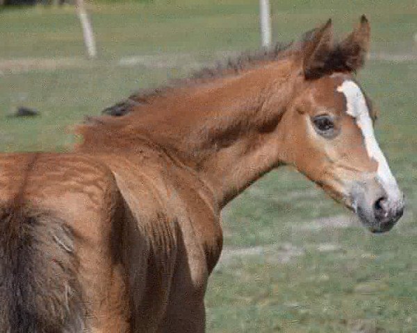 horse Leherfelds Deep Blue Sea (Little German Riding Horse, 2018, from Charming Shadow)
