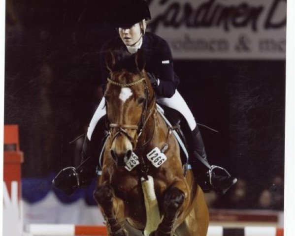 jumper Alfalfa (KWPN (Royal Dutch Sporthorse), 1997, from Ahorn) jumper Alfalfa (KWPN (Royal Dutch Sporthorse), 1997, from Ahorn)