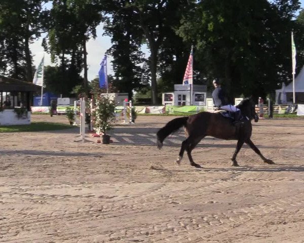 Reitturnier Datteln 2017