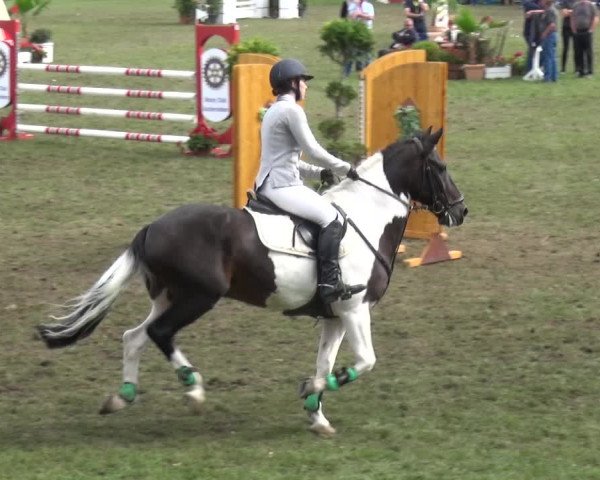 Reitturnier Aschersleben 2017