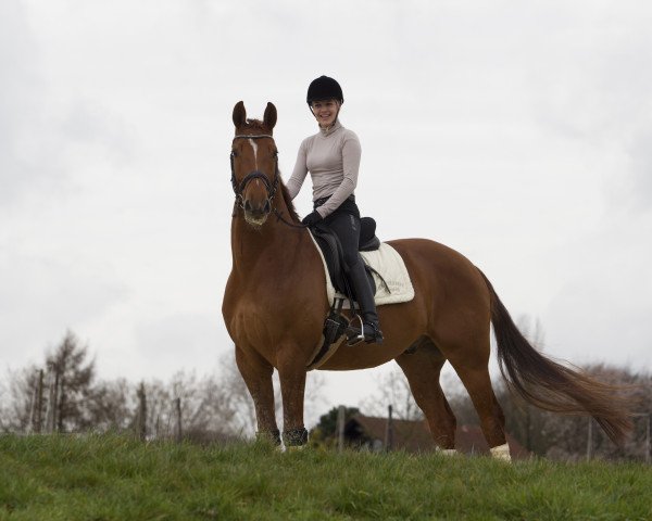 dressage horse Bounty 231 (Rhinelander, 2009, from Basic)