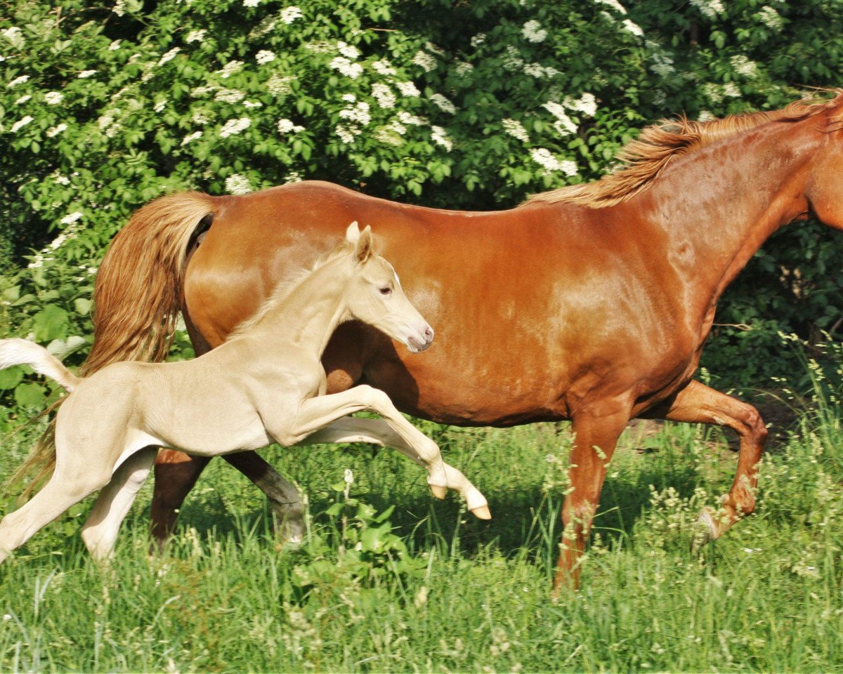 horse Django Lu (German Riding Pony, 2018, from Dating AT NRW)