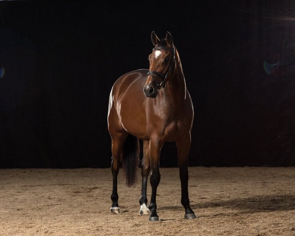 dressage horse Lin 9 (Hanoverian, 2014, from Lingh)
