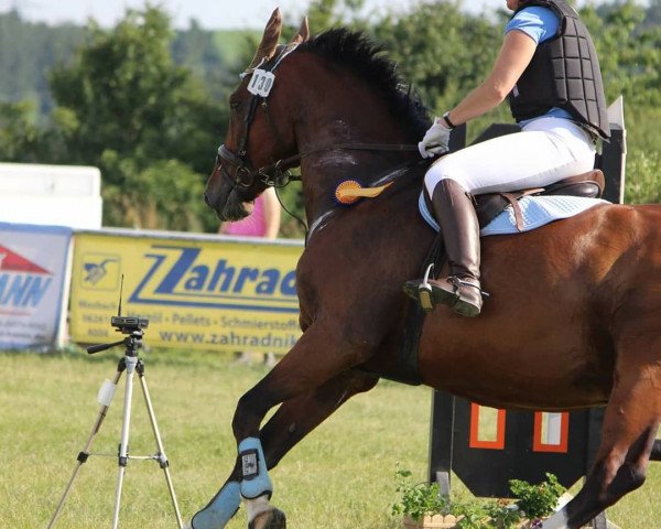 Dressurpferd Constantin 56 (Italienisches Warmblut, 2002, von Conteur) Dressurpferd Constantin 56 (Italienisches Warmblut, 2002, von Conteur)
