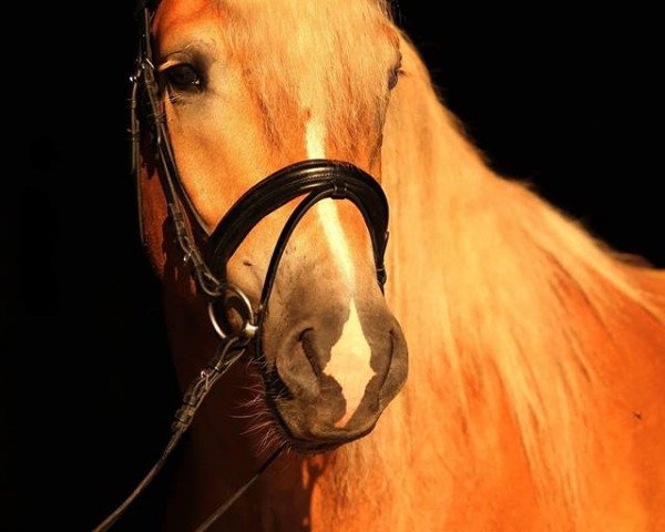 Dressurpferd Arkas K (Haflinger, 2015, von Achat)