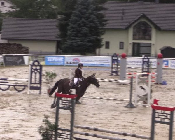 Summermeeting der Springreiter in der ParkArena 2017