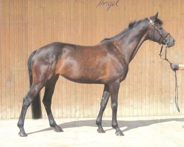 Pferd Agathe (Württemberger, 1999, von Assistent)