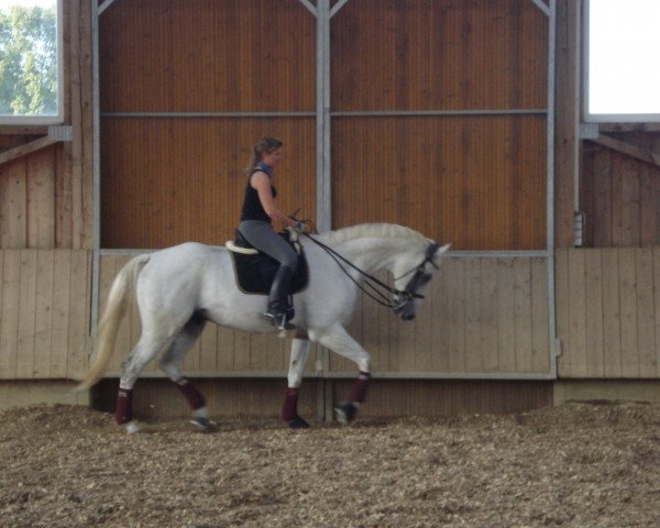 dressage horse Ciaro (Württemberger, 1996, from Maritim)