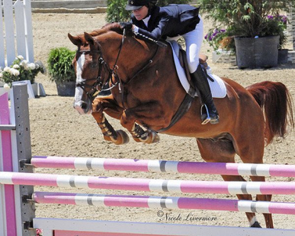 horse Grundsteins Erbe (Hanoverian, 1990, from Glorieux) horse Grundsteins Erbe (Hanoverian, 1990, from Glorieux)