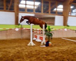 jumper Starquinto (Mecklenburg, 2015, from Stakkato Gold)