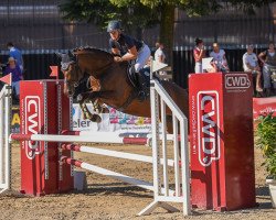 jumper Aki Amicelli (Hanoverian, 2010, from Aquilino)