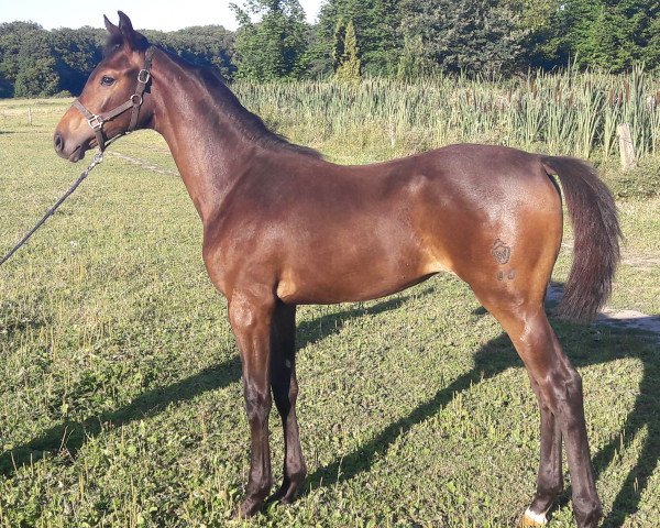 Pferd Caja 51 (Westfale, 2018, von Comme il Faut)