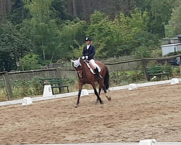 dressage horse Scarlett 744 (Hanoverian, 2008, from Scolari)