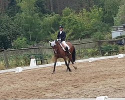 dressage horse Scarlett 744 (Hanoverian, 2008, from Scolari)