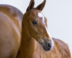 jumper Nashville Vhr (KWPN (Royal Dutch Sporthorse), 2018, from Toulon)