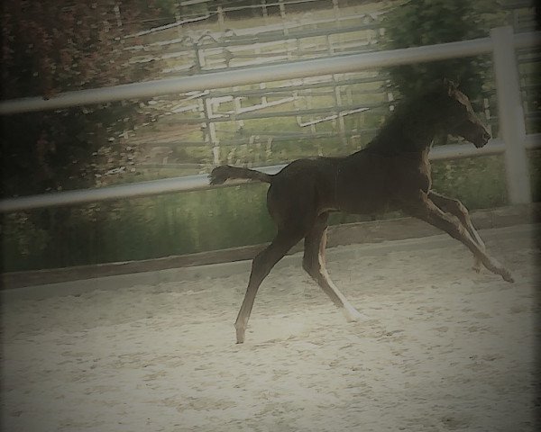 horse SecretO (Württemberger, 2018, from Secret)
