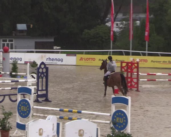Summermeeting der Springreiter in der ParkArena 2017