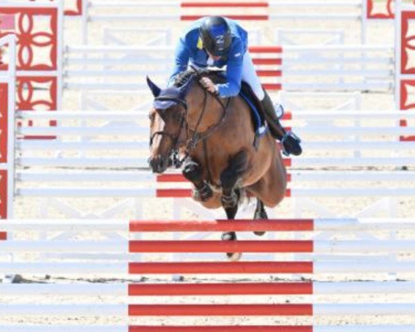 stallion Atomic Z (Zangersheide riding horse, 2010, from Cumano)