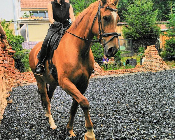 Dressurpferd Kaya-Jane (Deutsches Reitpferd, 2005, von Renier)