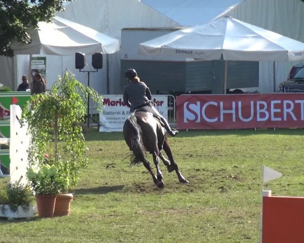 Reitturnier Aschersleben 2017