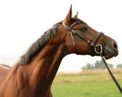 jumper Gutano 2 (KWPN (Royal Dutch Sporthorse), 2011, from Canturano I)